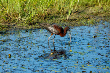 A black Ibis in the swamps of the Danube Delta