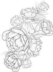 Hand-drawn peony flower bouquet vector sketch illustration engraved ink art botanical leaf branch collection, blossom peony drawing isolated on white background coloring page and books.