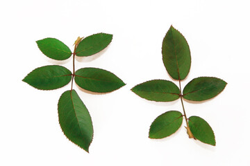 green leaves of a plant on a branch on a white background
