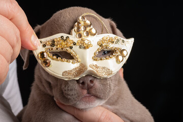 Little cute puppy in a carnival New Year's mask. Carnival for pets. Merry family Christmas and New...