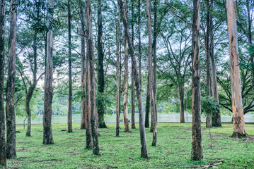 trees in the forest depicting tree trunks everywhere in the surroundins