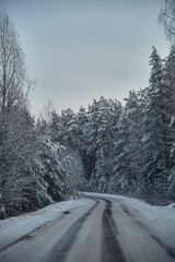 Fototapeta premium frosty forest snow-cowered fir and pine trees winter road background Christmas Scene