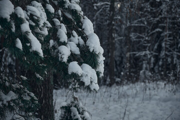 frosty forest snow-cowered fir and pine trees winter road background Christmas Scene