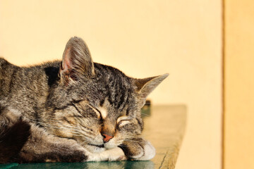 Gray striped cat lies on the table on yellow background. The hostess gently strokes her cat on the...