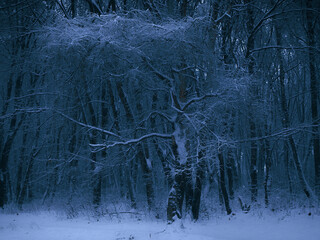 Dark winter forest in blue tones. Twilight in a snowy woods. Beautiful nature. Atmospheric landscape.
