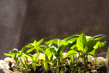 Defocus small seedlings of peppers are grown in white pot. Home gardening, love of houseplants. Spring time. Potted plants. Sunny day. Closeup. Out of focus