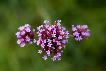 Verbena bonariensis flowers (Argentinian Vervain or Purpletop Vervain, Clustertop Vervain, Tall Verbena, Pretty Verbena) close up
