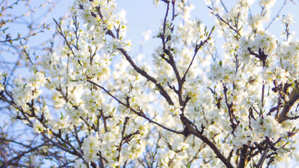 Defocus fresh spring branches of apple tree with flowers, natural floral seasonal easter background. Blue sky. Beautiful blossoming apple tree. Copy space. Out of focus