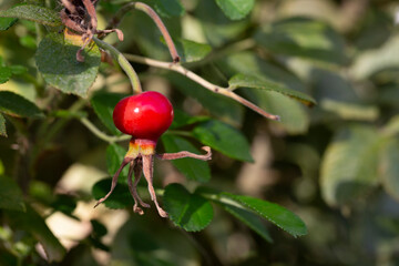 Fototapeta premium rosehip medicinal berry, red round rosehip on a branch among green leaves