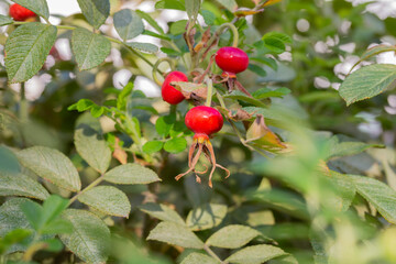 rosehip medicinal berry, red round rosehip on a branch among green leaves