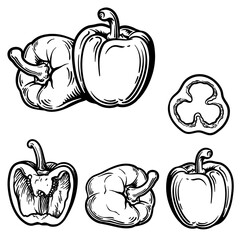 Whole pepper, half and slice of pepper. Vector illustration of pepper in engraving style.