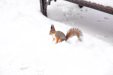 Winter. Portrait of a fluffy squirrel with nuts in its paws. Squirrels in the Tsaritsyno City Park. Feeding animals in winter.