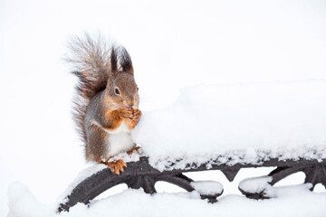 Winter. Portrait of a fluffy squirrel with nuts in its paws. Squirrels in the Tsaritsyno City Park. Feeding animals in winter.