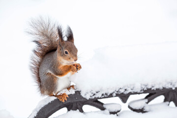 Winter. Portrait of a fluffy squirrel with nuts in its paws. Squirrels in the Tsaritsyno City Park. Feeding animals in winter.