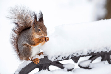 Winter. Portrait of a fluffy squirrel with nuts in its paws. Squirrels in the Tsaritsyno City Park. Feeding animals in winter.