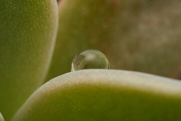 Details of a drop on a green leaf.