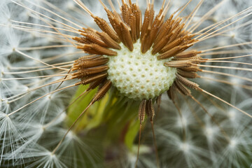 Details of the interior of a dandelion