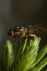 A fly perched on green grass.