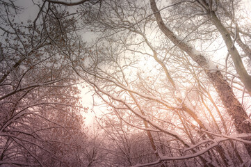 Sunset in the snowy forest