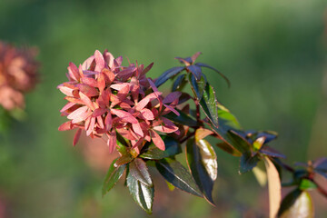 Beautiful pink jungle geranium spike flower. King Ixora blooming Ixora chinensis . Rubiaceae flower