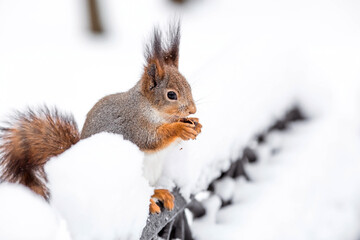 Winter. Portrait of a fluffy squirrel with nuts in its paws. Squirrels in the Tsaritsyno City Park. Feeding animals in winter.