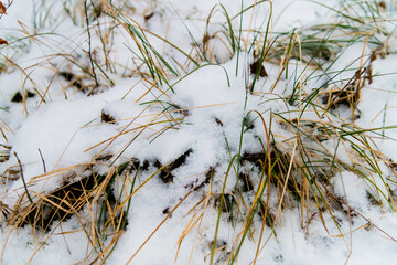 Gefroren und schneebedeckter Grasbüschel im Wald