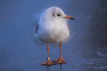 Digital oil painting of Black-Headed Gulls on a frozen pond during winter. Non breeding adult Black Headed Gull