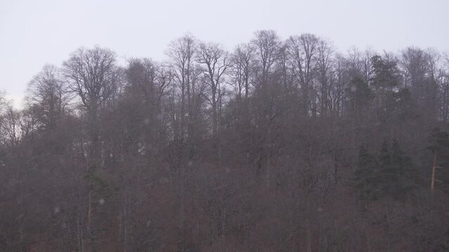 A heavy snowstorm in the forest