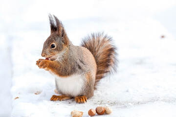Winter. Portrait of a fluffy squirrel with nuts in its paws. Squirrels in the Tsaritsyno City Park. Feeding animals in winter.