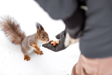 Winter. Portrait of a fluffy squirrel with nuts in its paws. Squirrels in the Tsaritsyno City Park. A man feeds a squirrel with his hands. Feeding animals in winter.