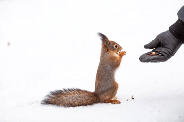 Winter. Portrait of a fluffy squirrel with nuts in its paws. Squirrels in the Tsaritsyno City Park. A man feeds a squirrel with his hands. Feeding animals in winter.