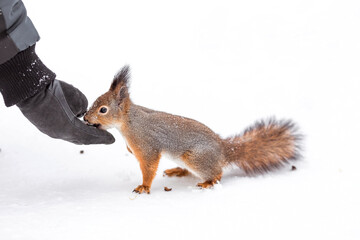 Winter. Portrait of a fluffy squirrel with nuts in its paws. Squirrels in the Tsaritsyno City Park. A man feeds a squirrel with his hands. Feeding animals in winter.