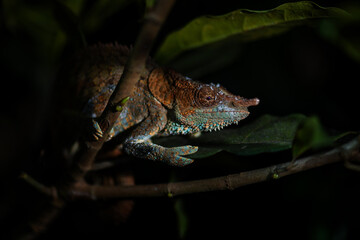 Obraz premium Blue-legged Chameleon - Calumma crypticum, beautiful colored chameleon from Madagascar tropical forests, Ranomafana National Park, Madagascar.