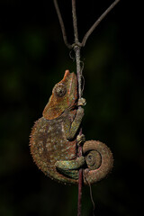 Blue-legged Chameleon - Calumma crypticum, beautiful colored chameleon from Madagascar tropical forests, Ranomafana National Park, Madagascar. © David