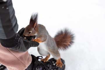 Winter. Portrait of a fluffy squirrel with nuts in its paws. Squirrels in the Tsaritsyno City Park. A man feeds a squirrel with his hands. Feeding animals in winter.