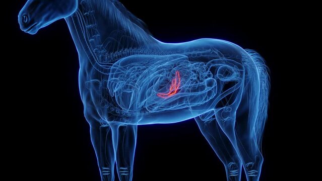 3D medical animation of a horse's pancreas