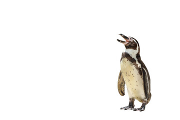 Penguin isolated on transparent background png file