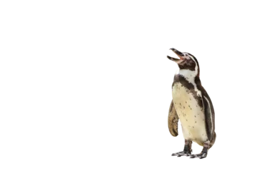 Zelfklevend Fotobehang Penguin isolated on transparent background png file © Passakorn