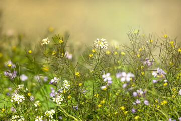 Łąka Kwiaty Natura Trawa Pejzaż - obrazy, fototapety, plakaty