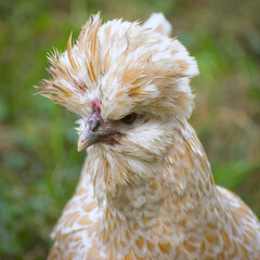 Buff Laced Polish Chicken Walking in Grass