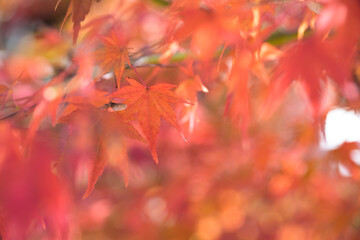 red autumn leaves