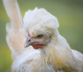 Buff Laced Polish Chicken Walking in Grass