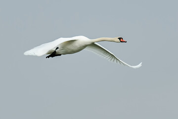 Mute swan in flight. Flying with spread wings. Genus Cygnus olor.