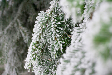 A branch of a Christmas tree is covered with fine snow in a foggy forest in winter in the Carpathians
