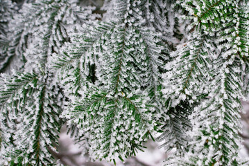 A branch of a Christmas tree is covered with fine snow in a foggy forest in winter in the Carpathians