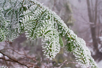 A branch of a Christmas tree is covered with fine snow in a foggy forest in winter in the Carpathians