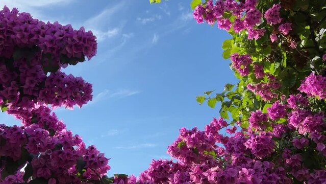 Beautiful pink bougainvillea flowers against blue sky in summer garden. 