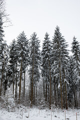 Tall snow covered pine trees in a forest in Switzerland, Europe. Wide angle shot, no people