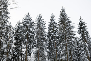 Tall snow covered pine trees in a forest in Switzerland, Europe. Wide angle shot, no people