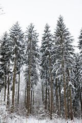 Tall snow covered pine trees in a forest in Switzerland, Europe. Wide angle shot, no people